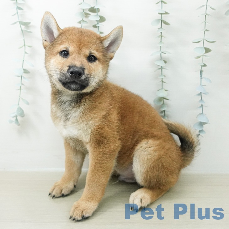 福島県の柴犬(標準サイズ) (ペットプラス 福島店/2026年7月30日生まれ/男の子/赤)の子犬の1枚目の画像
