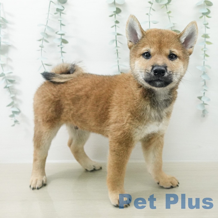 福島県の柴犬(標準サイズ) (ペットプラス 福島店/2026年7月30日生まれ/男の子/赤)の子犬の2枚目の画像