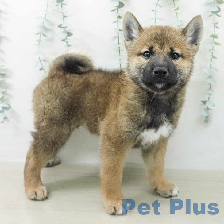 山形県の柴犬(標準サイズ) (ペットプラス 天童店/2026年7月30日生まれ/男の子/赤)の子犬の1枚目の画像