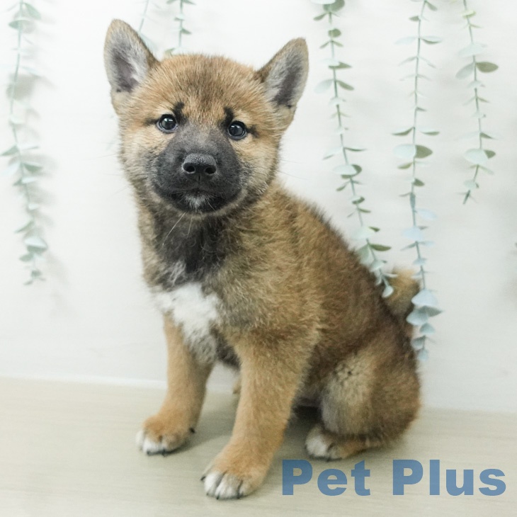 山形県の柴犬(標準サイズ) (ペットプラス 天童店/2026年7月30日生まれ/男の子/赤)の子犬の2枚目の画像
