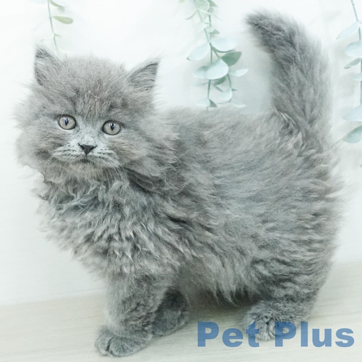 ブリティッシュショートヘア