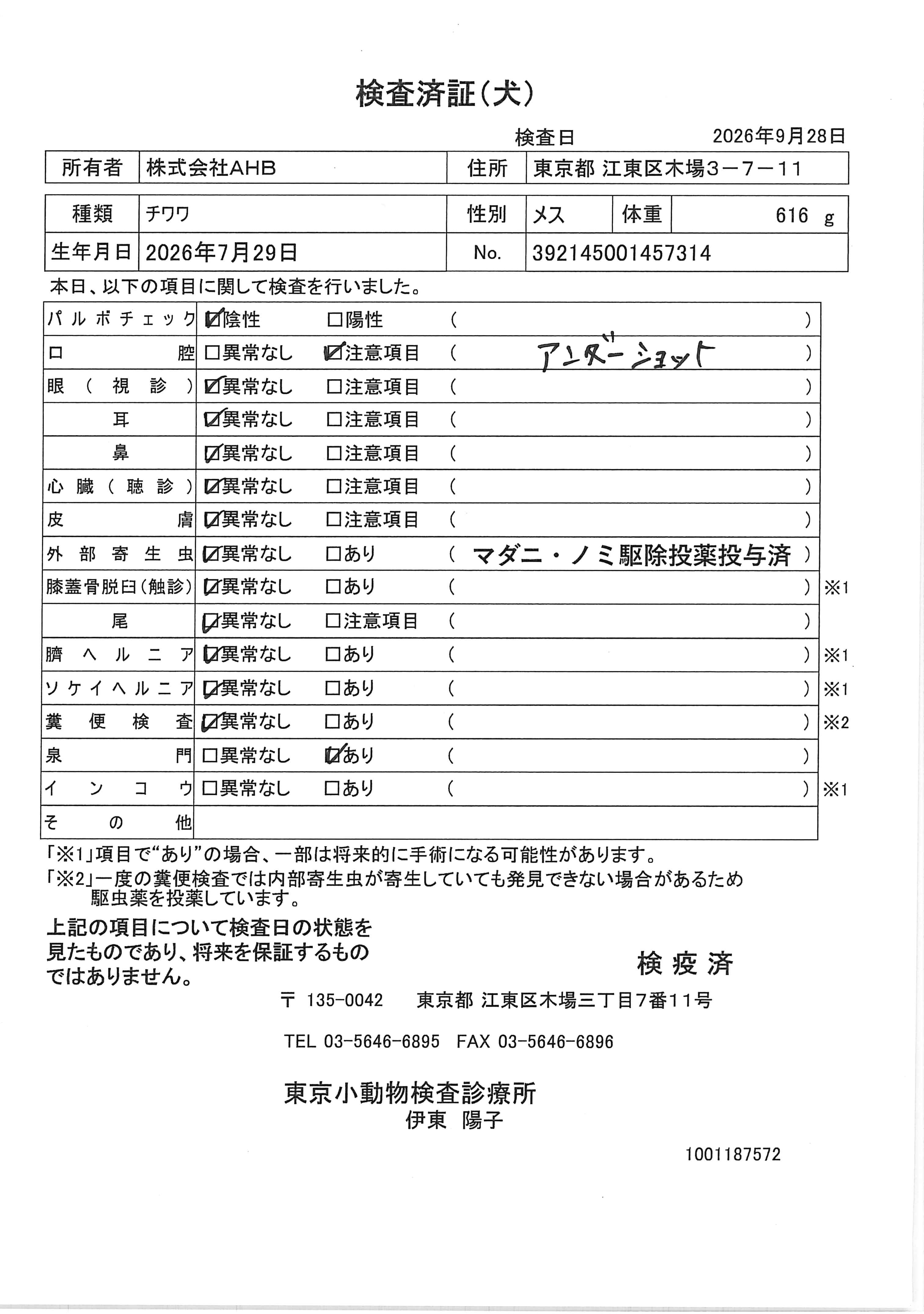チワワ