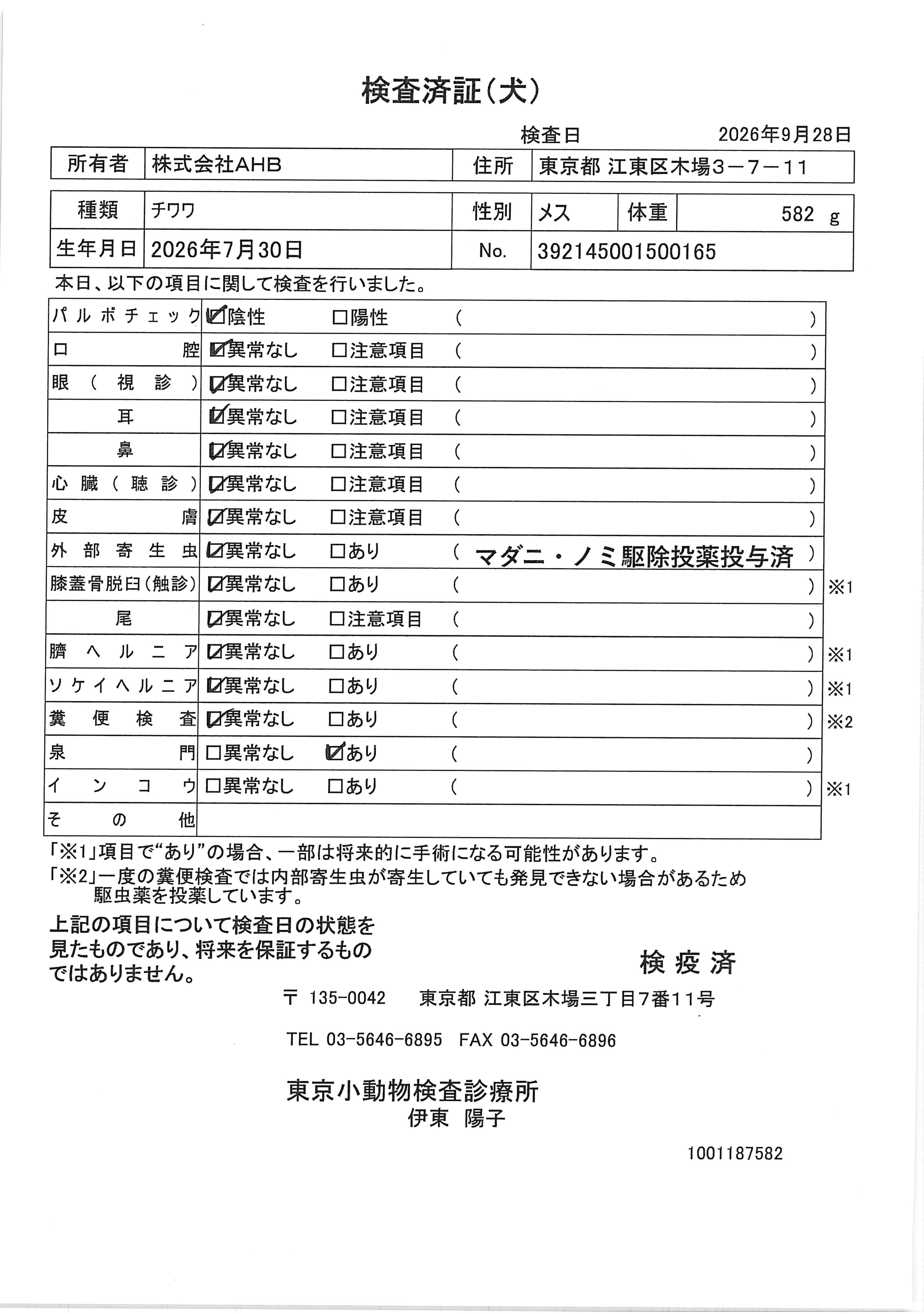 チワワ
