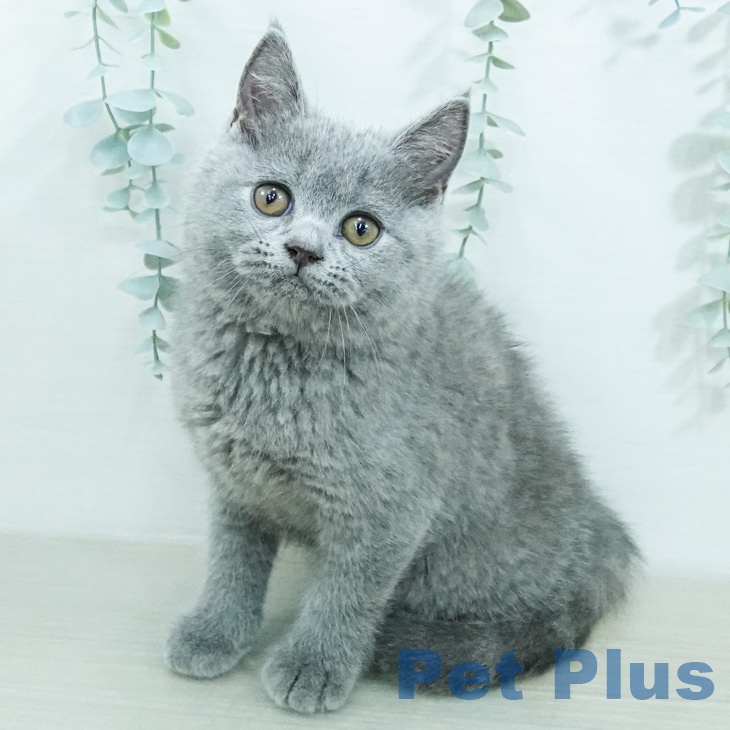 ブリティッシュショートヘア