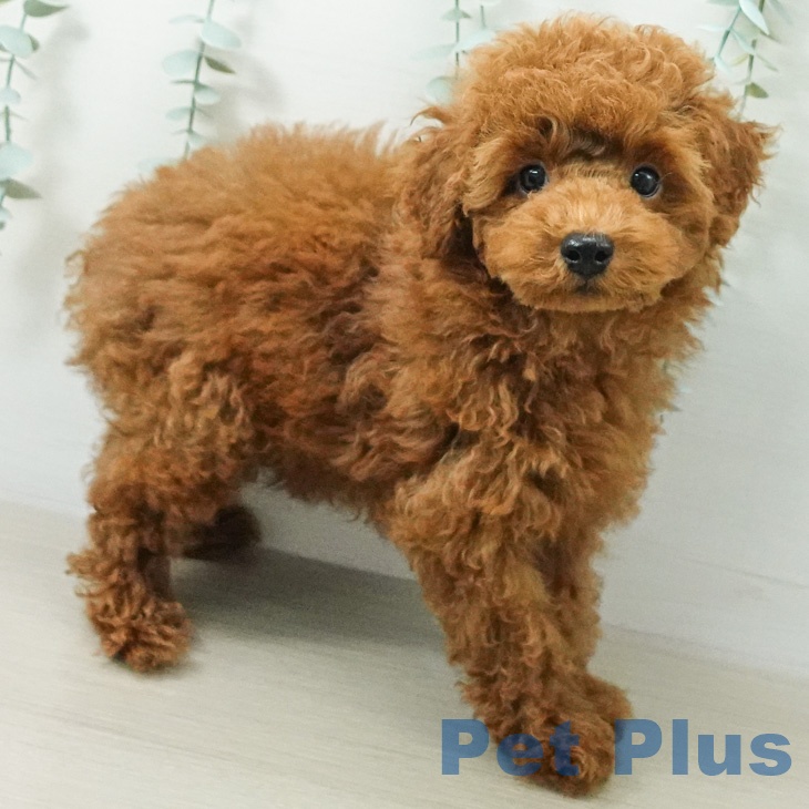 東京都のトイプードル(トイ) (ペットプラス 立川高島屋S.C.店/2026年7月22日生まれ/男の子/レッド)の子犬の2枚目の画像