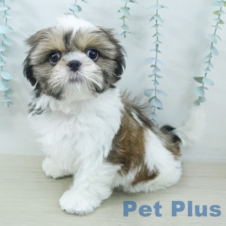 シー・ズー
