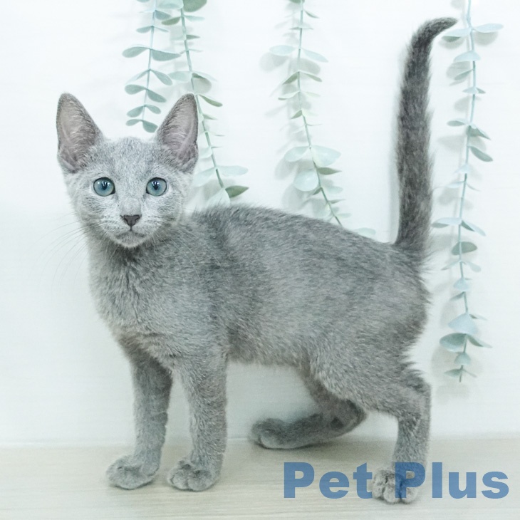 千葉県のロシアンブルー (ペットプラス 幕張新都心店/2026年7月19日生まれ/男の子/ブルー)の子猫の1枚目の画像