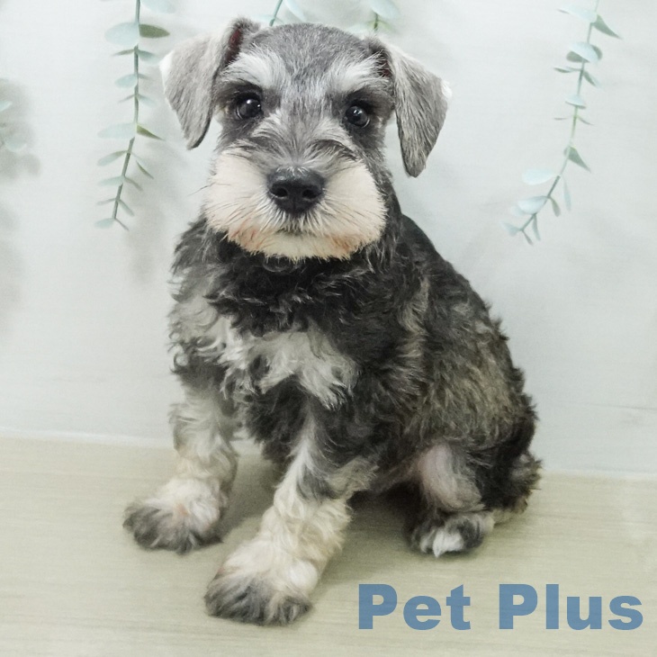 ミニチュア・シュナウザー