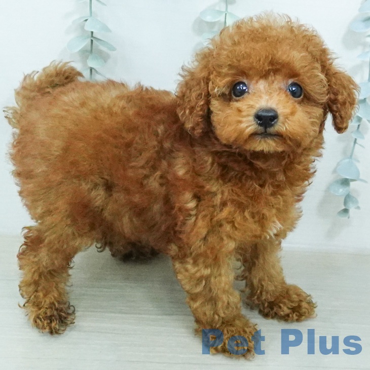 長野県のトイプードル(トイ) (ペットプラス 上田店/2026年7月26日生まれ/男の子/レッド)の子犬の1枚目の画像