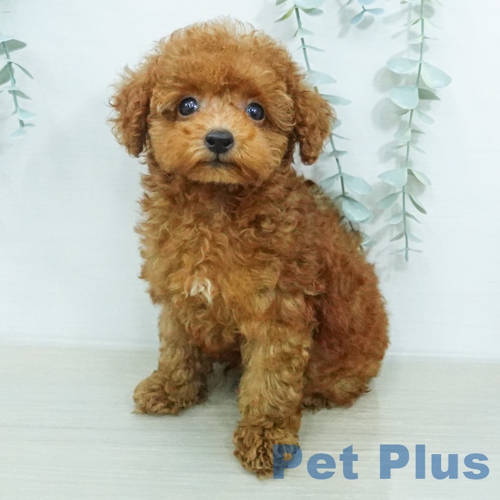 長野県のトイプードル(トイ) (ペットプラス 上田店/2026年7月26日生まれ/男の子/レッド)の子犬の2枚目の画像
