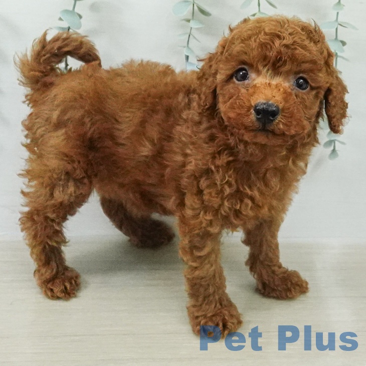 宮城県のトイプードル(トイ) (ペットプラス 仙台上杉店/2026年7月27日生まれ/女の子/レッド)の子犬の2枚目の画像