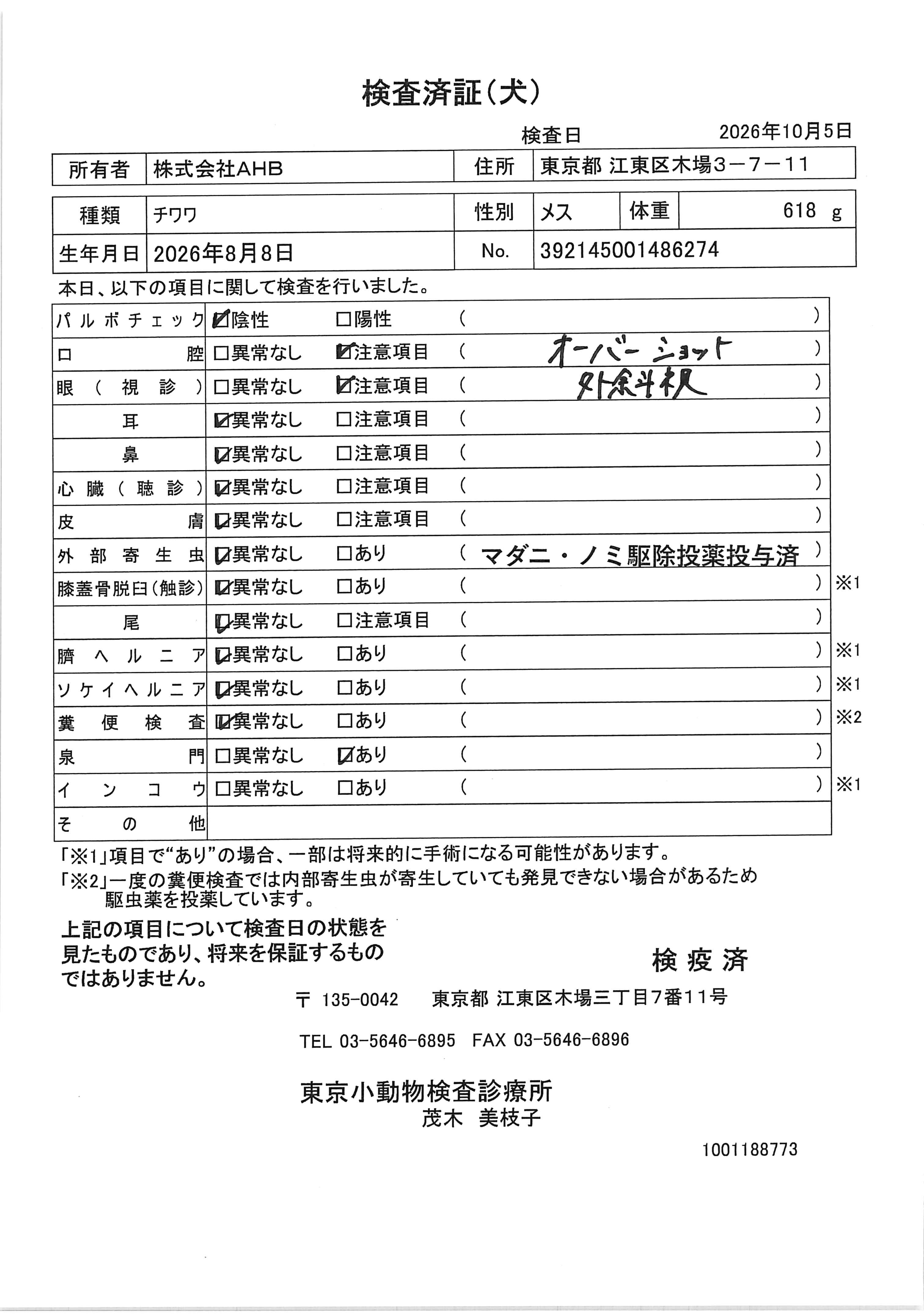 チワワ