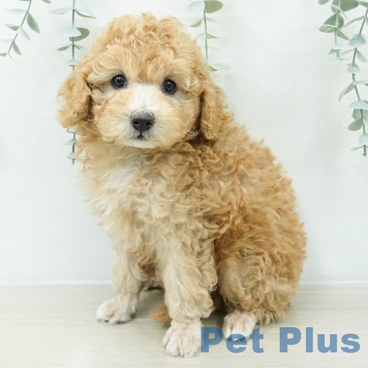 長野県のトイプードル(トイ) (ペットプラス 上田店/2026年8月8日生まれ/男の子/アプリコット)の子犬の1枚目の画像