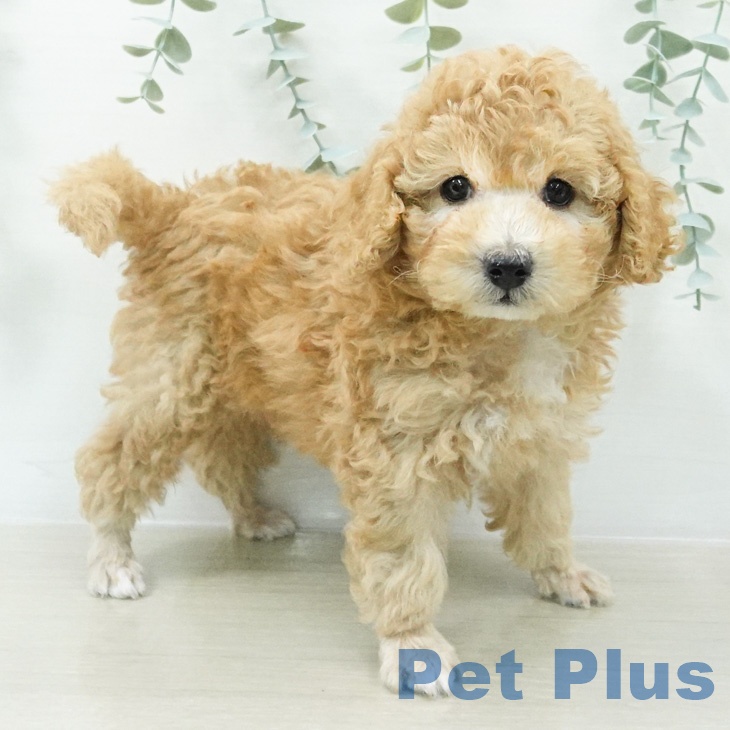長野県のトイプードル(トイ) (ペットプラス 上田店/2026年8月8日生まれ/男の子/アプリコット)の子犬の2枚目の画像