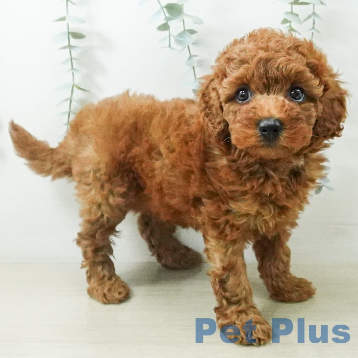 茨城県のトイプードル(トイ) (ペッツワン 古河店/2026年8月10日生まれ/女の子/レッド)の子犬の1枚目の画像