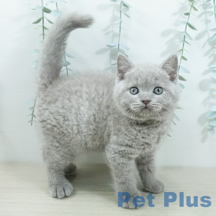 ブリティッシュショートヘア