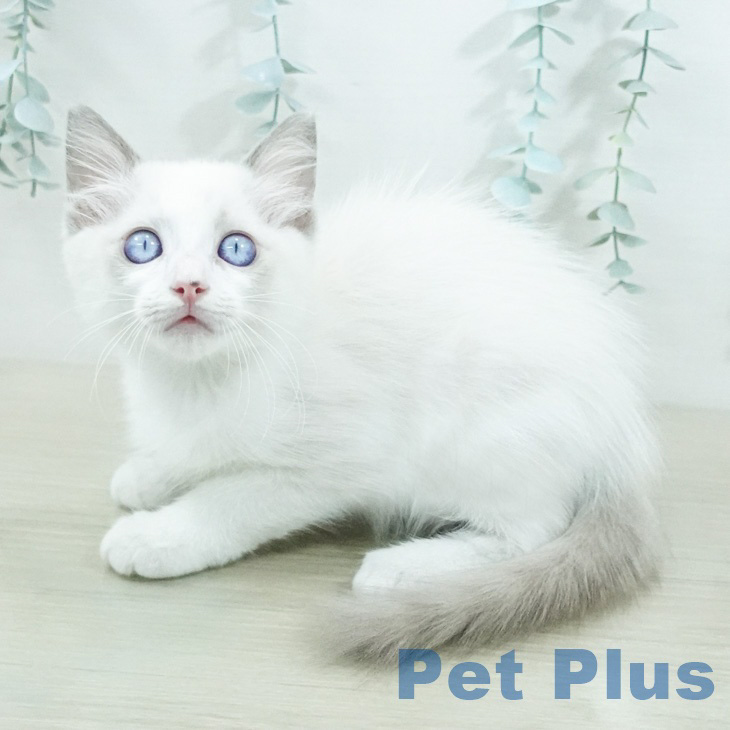 宮城県のラグドール (ペットプラス 名取店/2026年8月3日生まれ/男の子/ブルーポイントバイカラー)の子猫の1枚目の画像