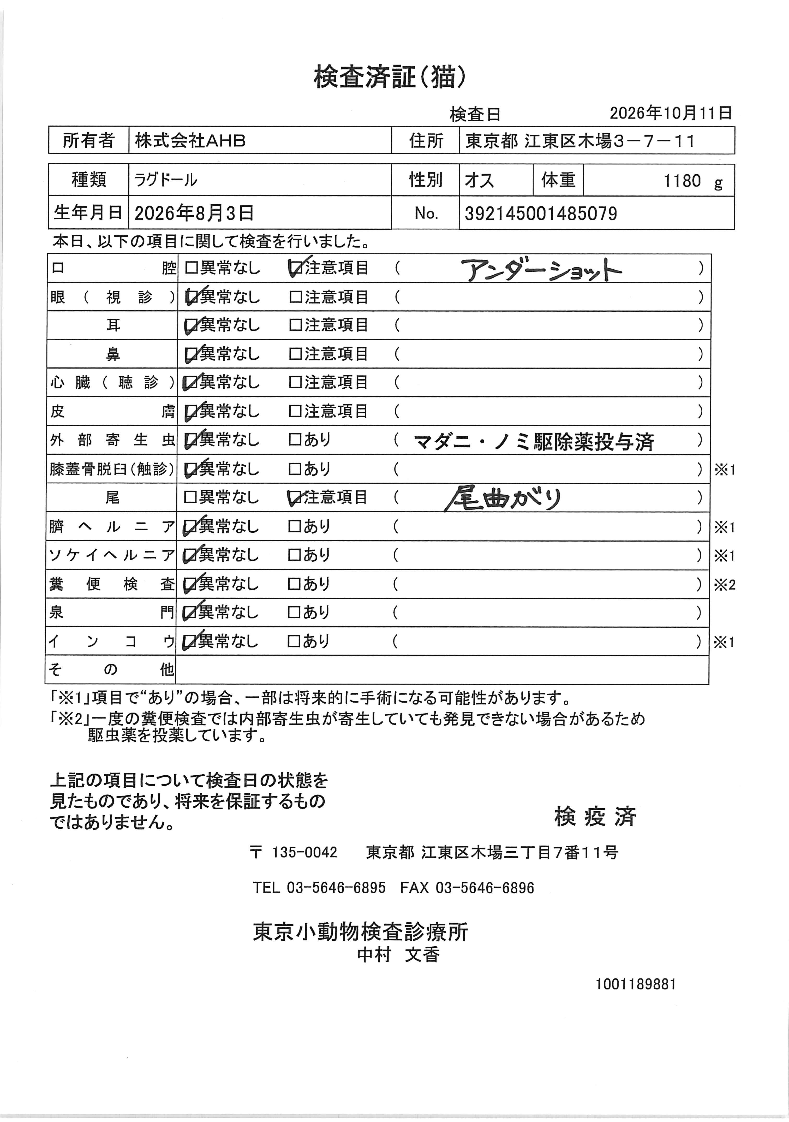 ラグドール