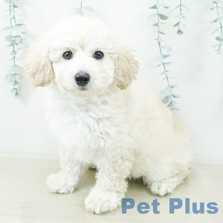 長野県のトイプードル(トイ) (ペットプラス 上田店/2026年8月15日生まれ/女の子/クリーム)の子犬の1枚目の画像