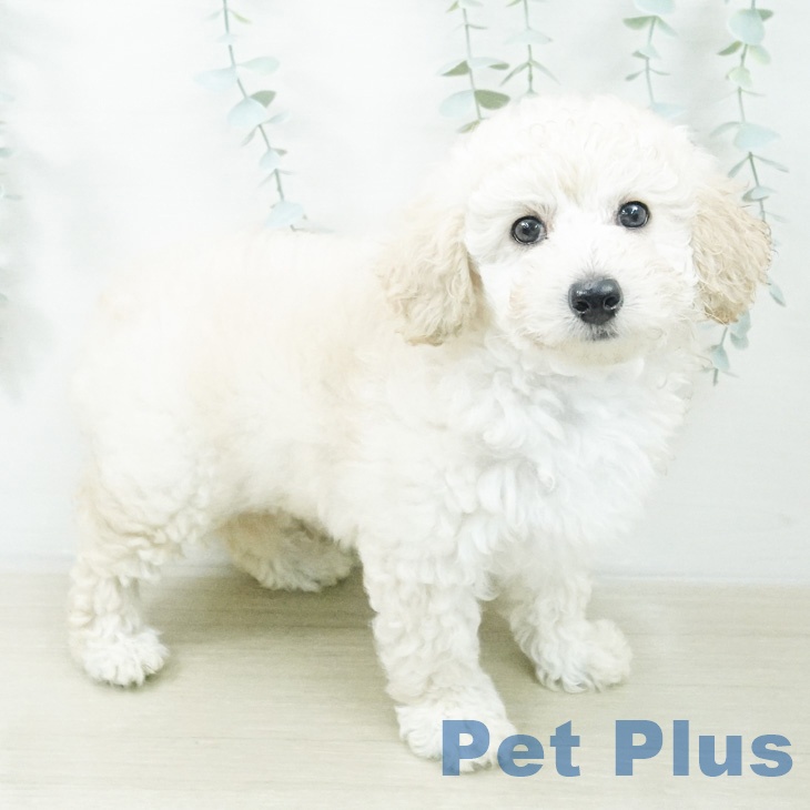 長野県のトイプードル(トイ) (ペットプラス 上田店/2026年8月15日生まれ/女の子/クリーム)の子犬の2枚目の画像