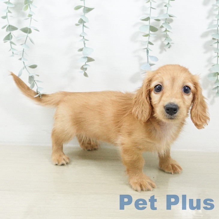 ミニチュア・ダックスフンドの写真2