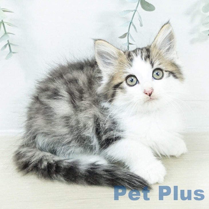 ノルウェージャンフォレストキャット
