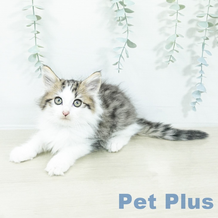 ノルウェージャンフォレストキャット