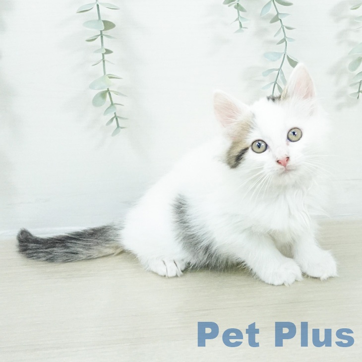 ノルウェージャンフォレストキャット
