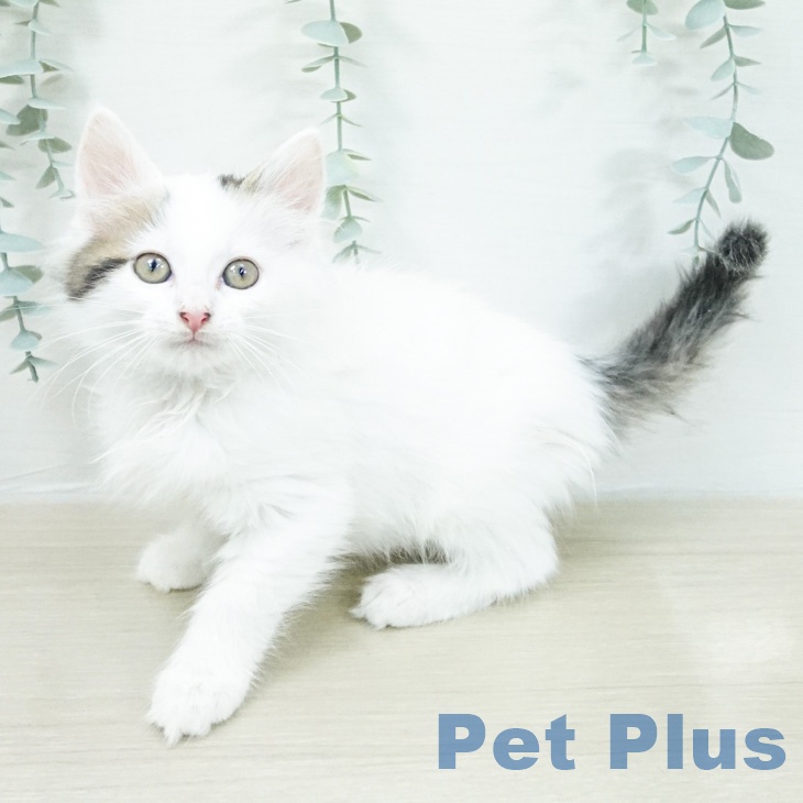 ノルウェージャンフォレストキャット