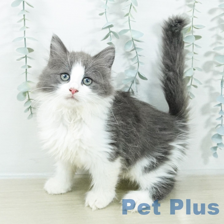 ノルウェージャンフォレストキャットの写真2