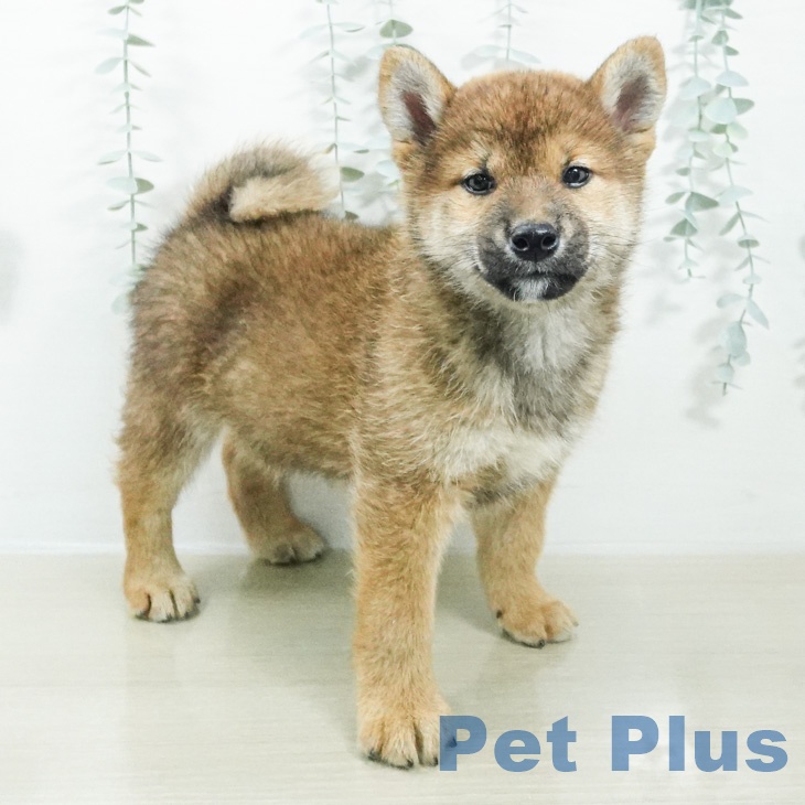 東京都の柴犬(標準サイズ) (ペッツワン 青梅インター店/2026年8月20日生まれ/男の子/赤)の子犬の1枚目の画像