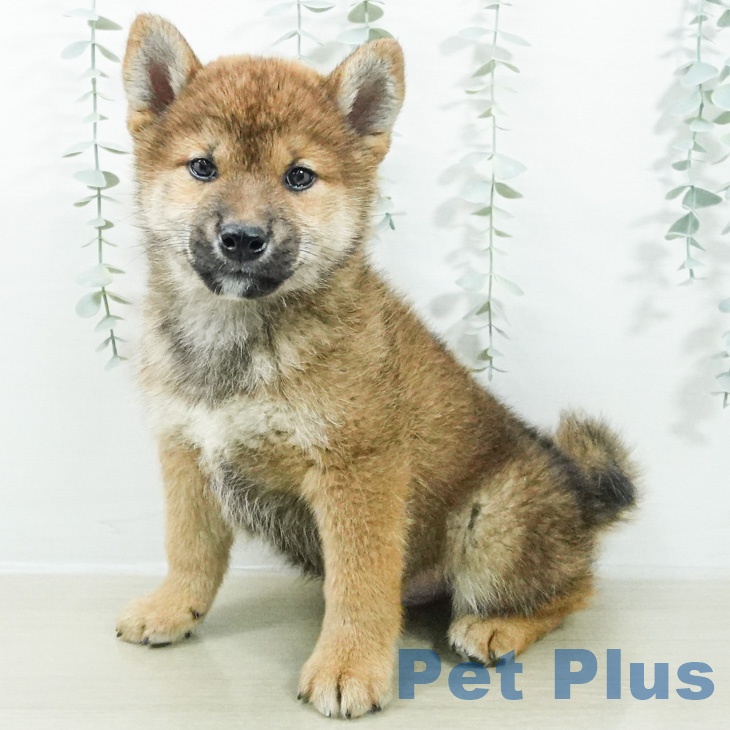 東京都の柴犬(標準サイズ) (ペッツワン 青梅インター店/2026年8月20日生まれ/男の子/赤)の子犬の2枚目の画像