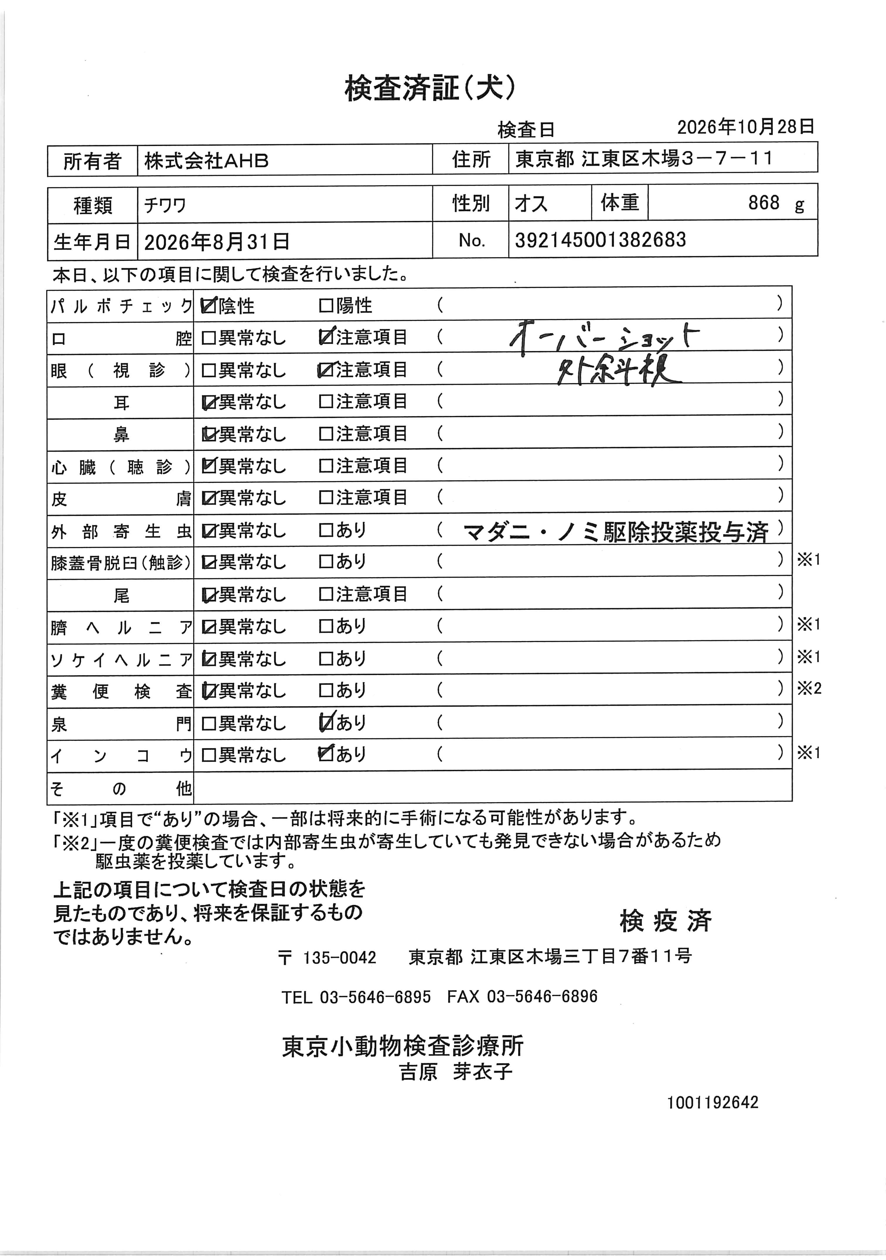 チワワ