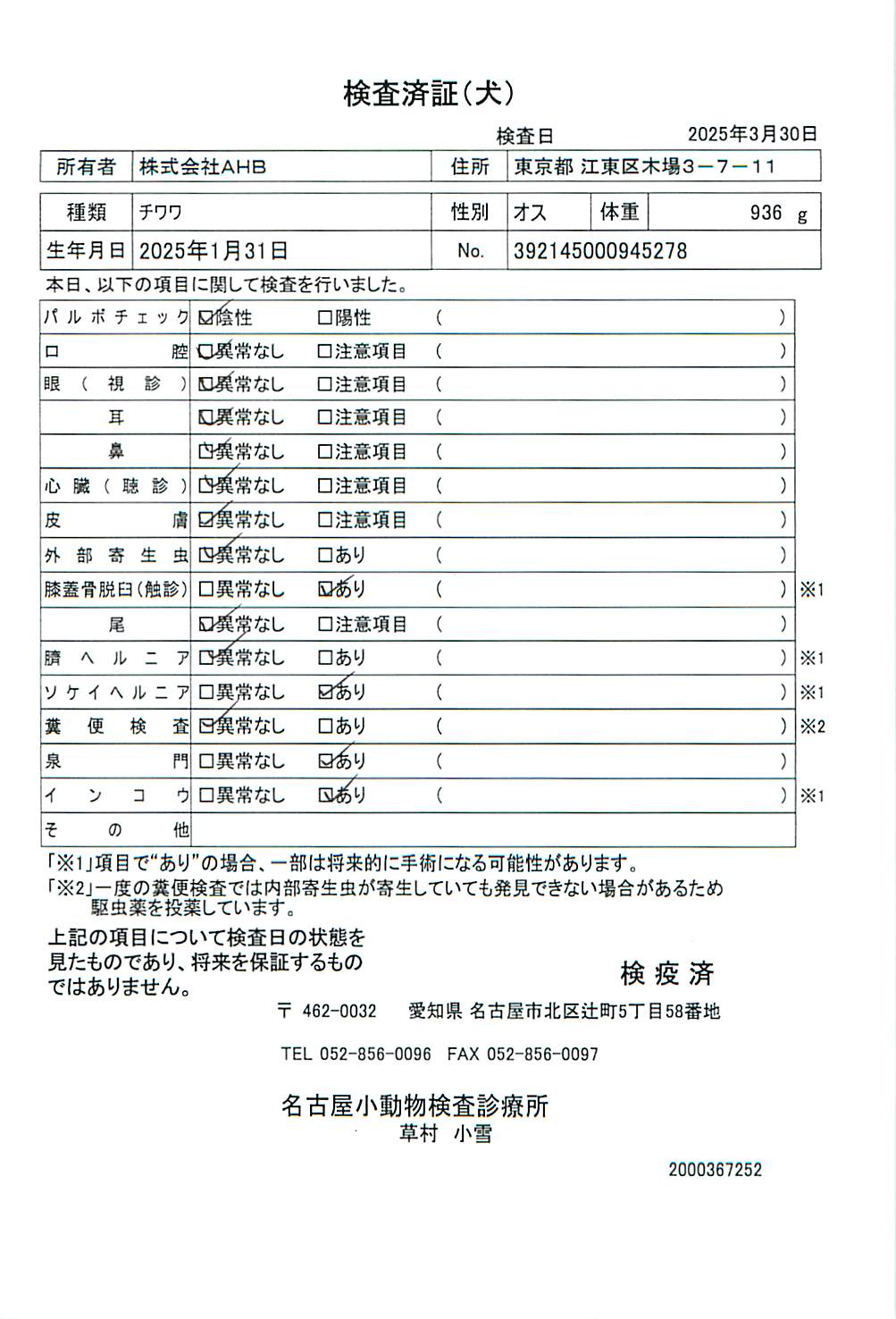 チワワ