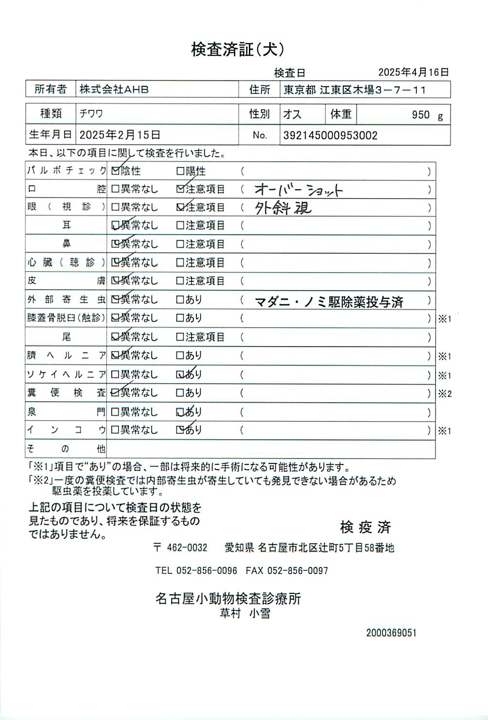 チワワ