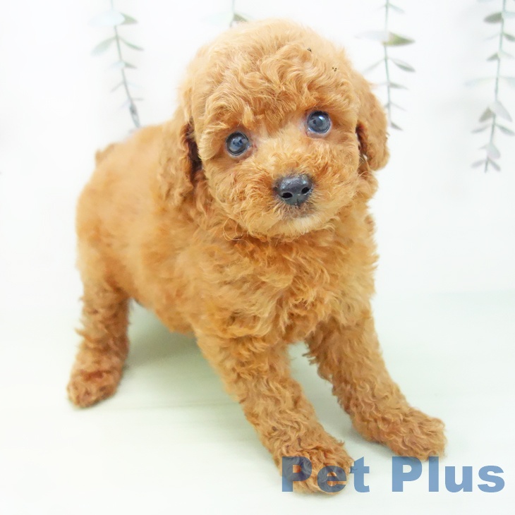 三重県のトイプードル(トイ) (ペットプラス東員店/2025年2月24日生まれ/男の子/レッド)の子犬