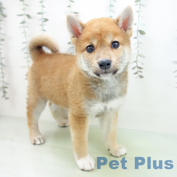 富山県の柴犬(標準サイズ) (ペットプラス高岡店/2025年2月26日生まれ/男の子/赤)の子犬