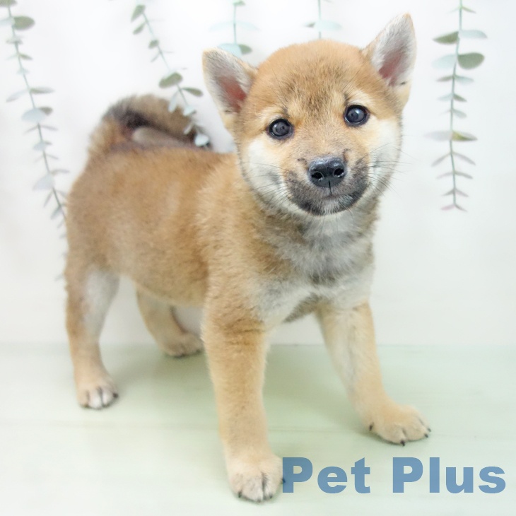 三重県の柴犬(標準サイズ) (ペットプラス東員店/2025年2月26日生まれ/男の子/赤)の子犬