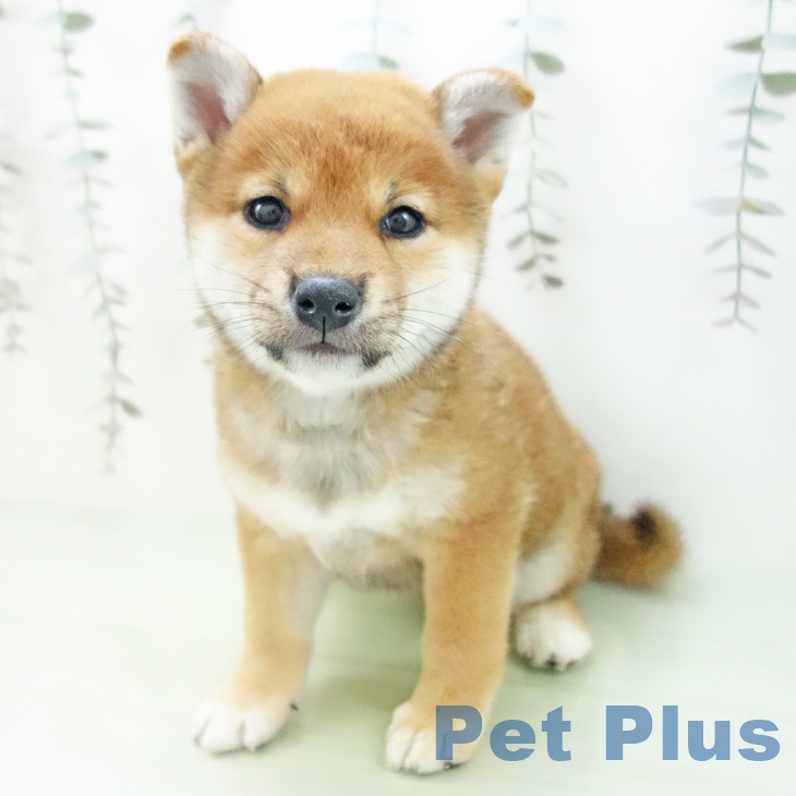 愛知県の柴犬(標準サイズ) (ペットプラスみなと店/2025年2月26日生まれ/女の子/赤)の子犬