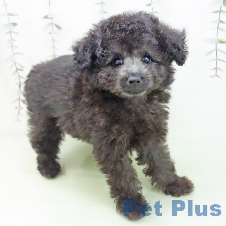 富山県のトイプードル(トイ) (ペットプラス高岡店/2025年2月26日生まれ/男の子/シルバー)の子犬