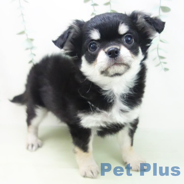 富山県のチワワ(ロング) (ペットプラス高岡店/2025年2月28日生まれ/男の子/ブラックタン)の子犬