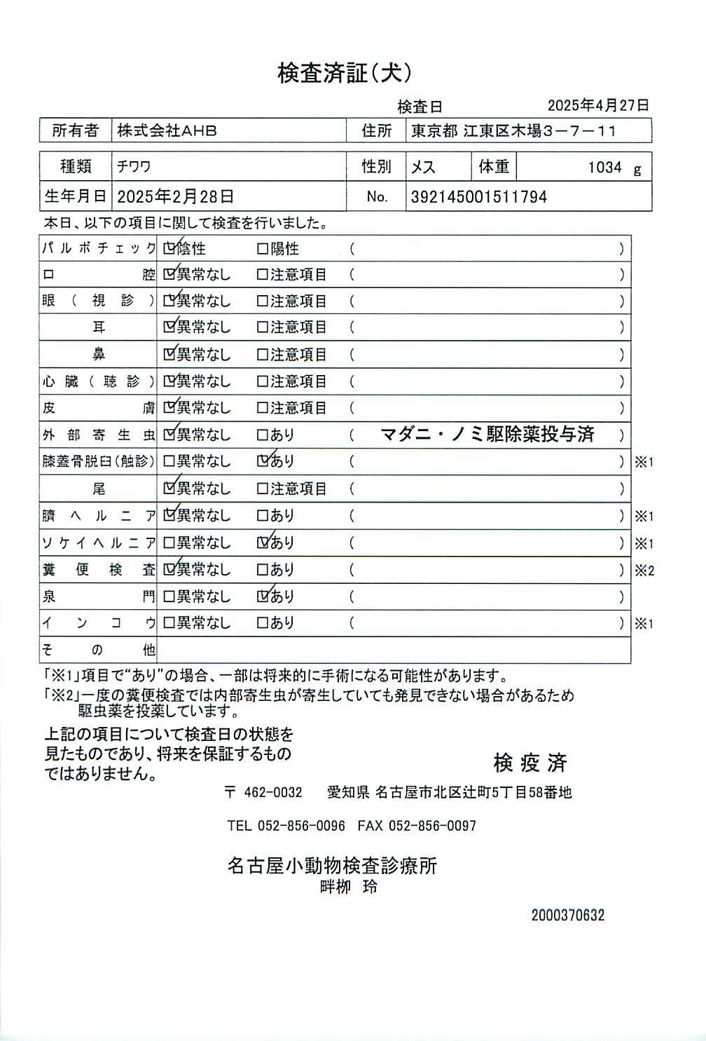 チワワ