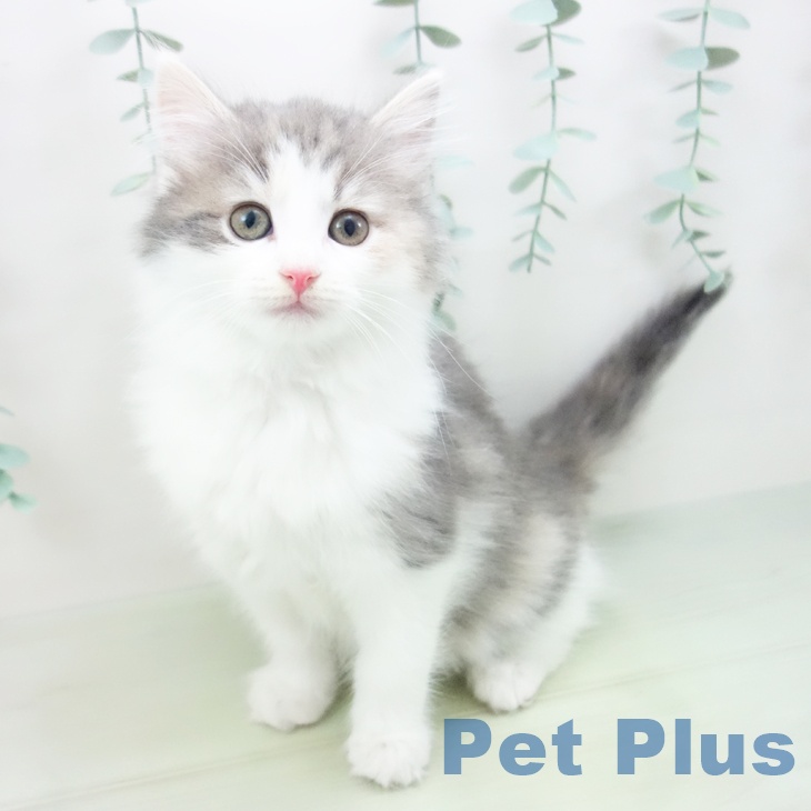 ノルウェージャンフォレストキャット