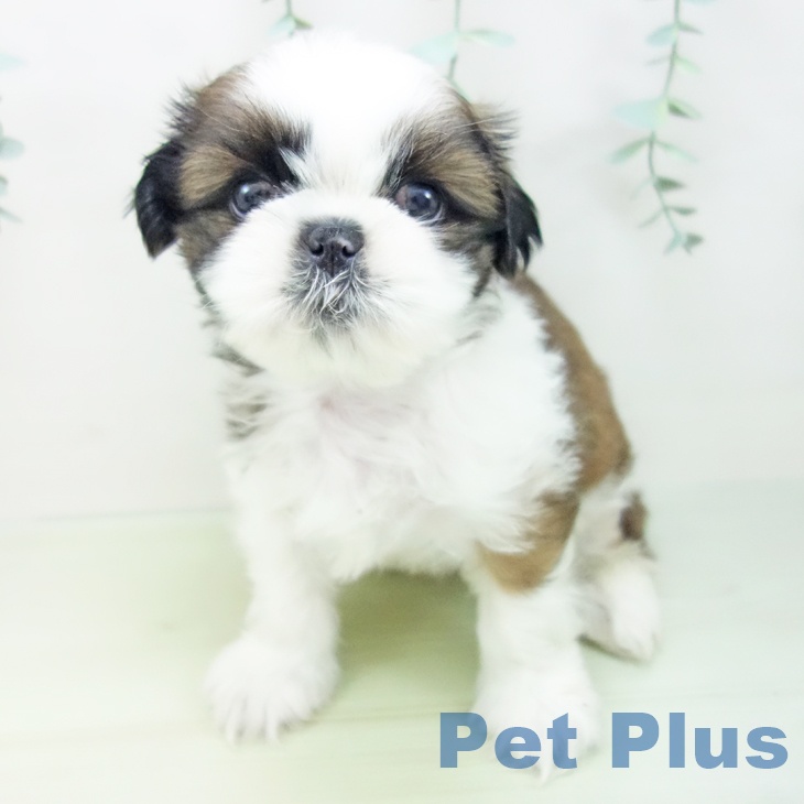 愛知県のシーズー (ペットプラス東浦店/2025年3月2日生まれ/男の子/ゴールドホワイト)の子犬