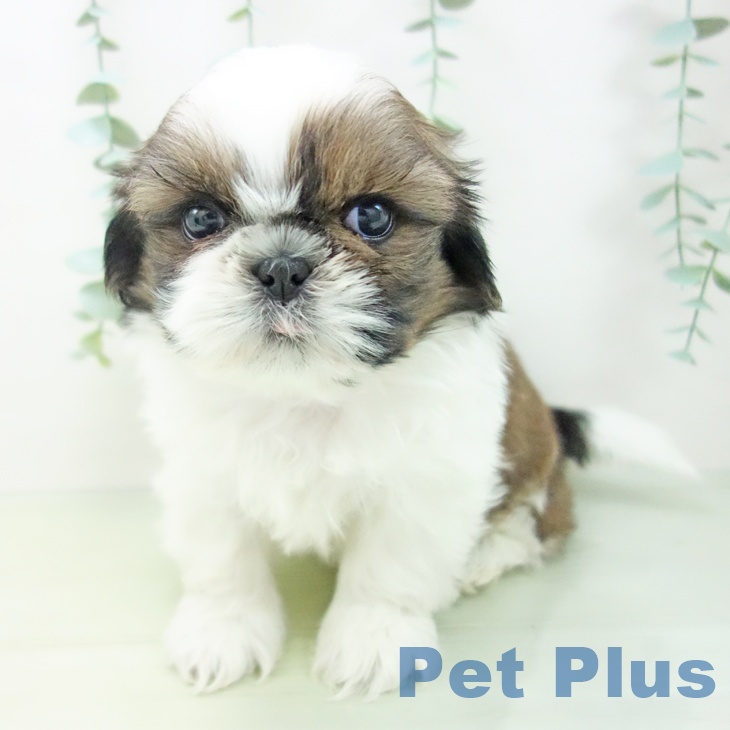 岐阜県のシーズー (ペットプラス各務原店/2025年3月2日生まれ/男の子/ゴールドホワイト)の子犬