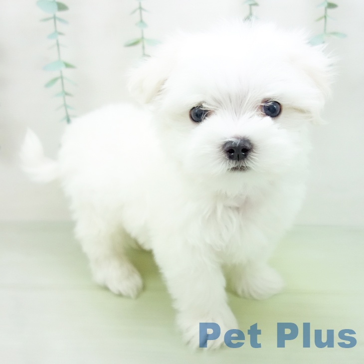 愛知県のマルチーズ (ペットプラス名古屋茶屋店/2025年3月1日生まれ/男の子/ホワイト)の子犬