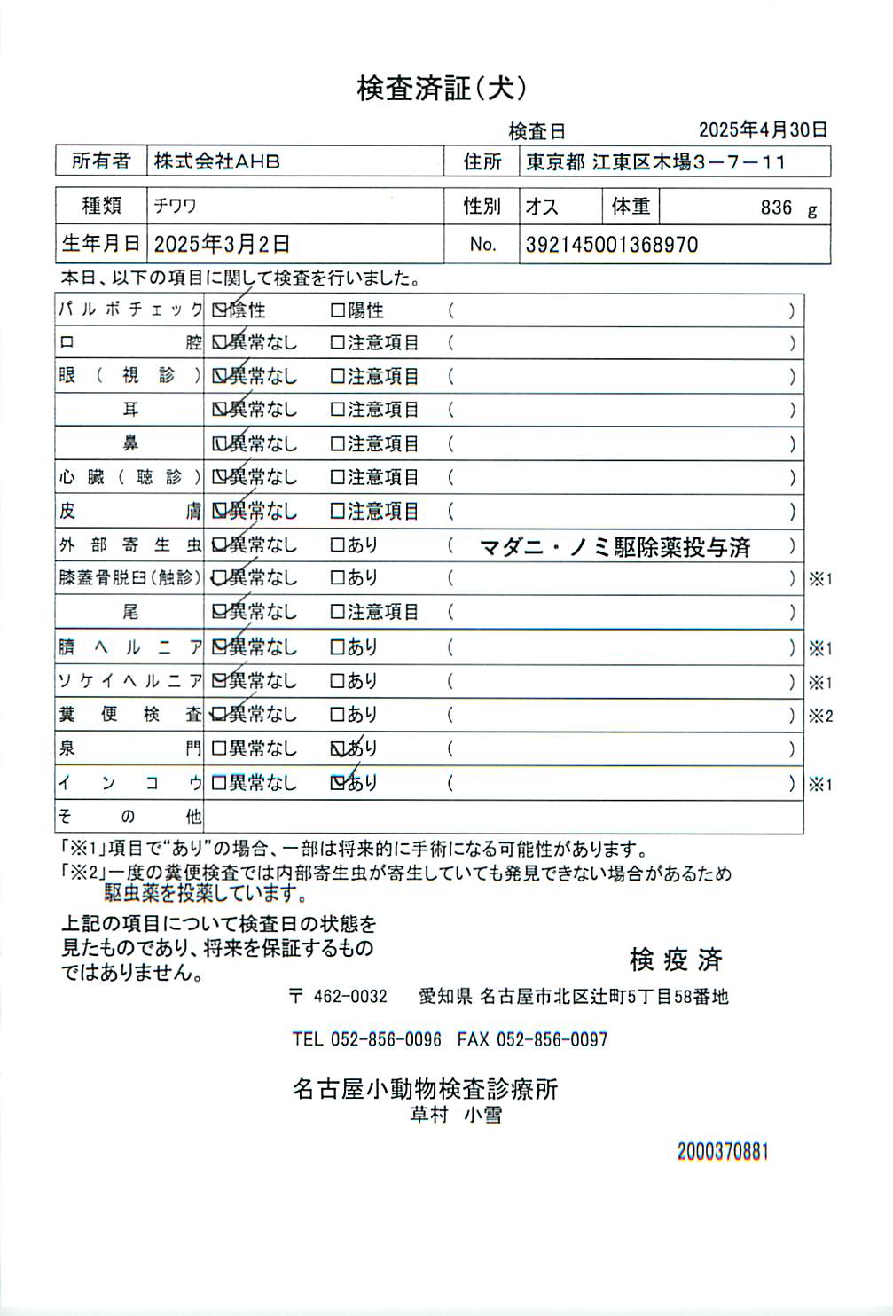 チワワ