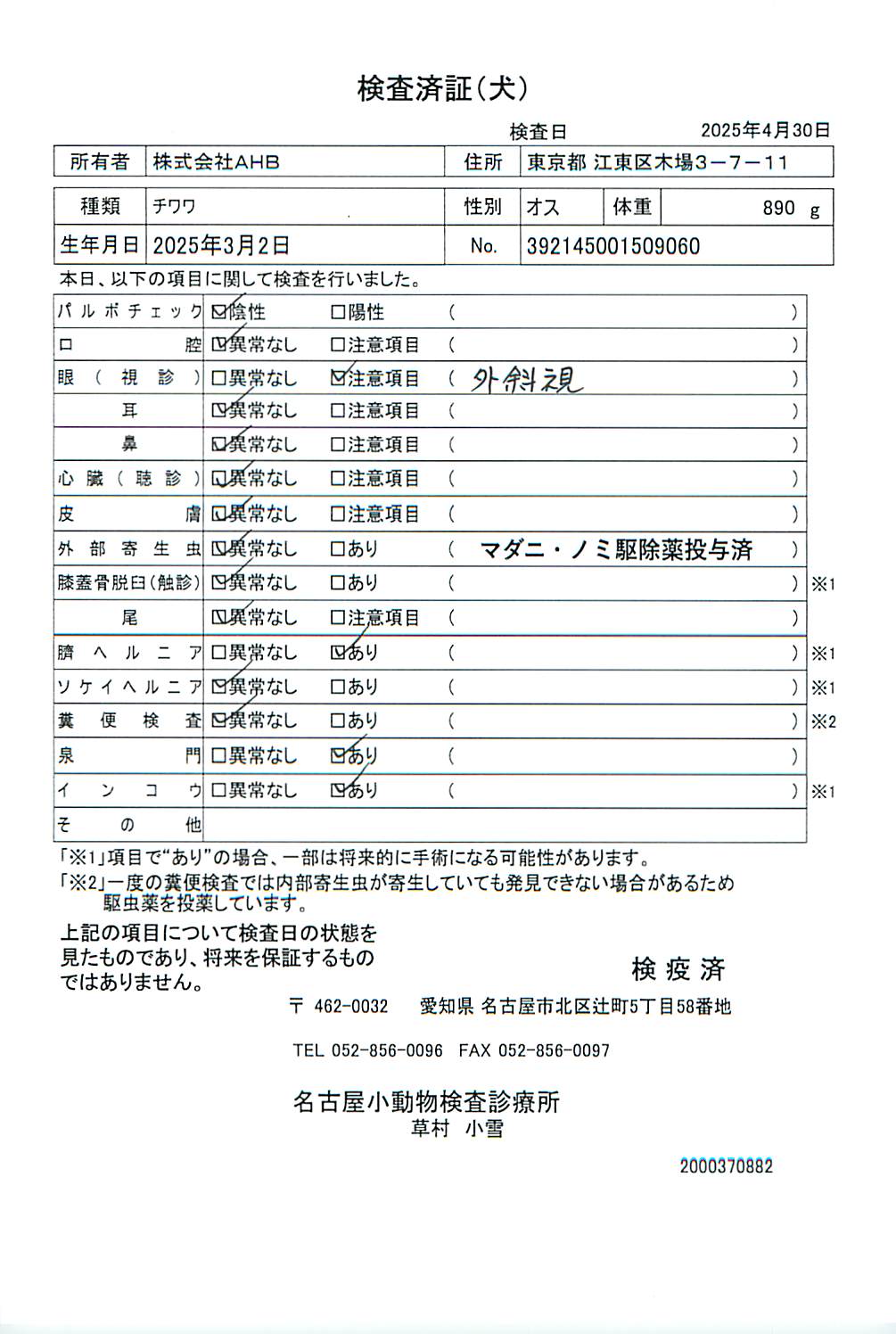 チワワ