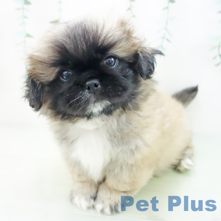 愛知県のペキニーズ (ペットプラス豊田店/2025年2月24日生まれ/男の子/フォーンホワイト)の子犬