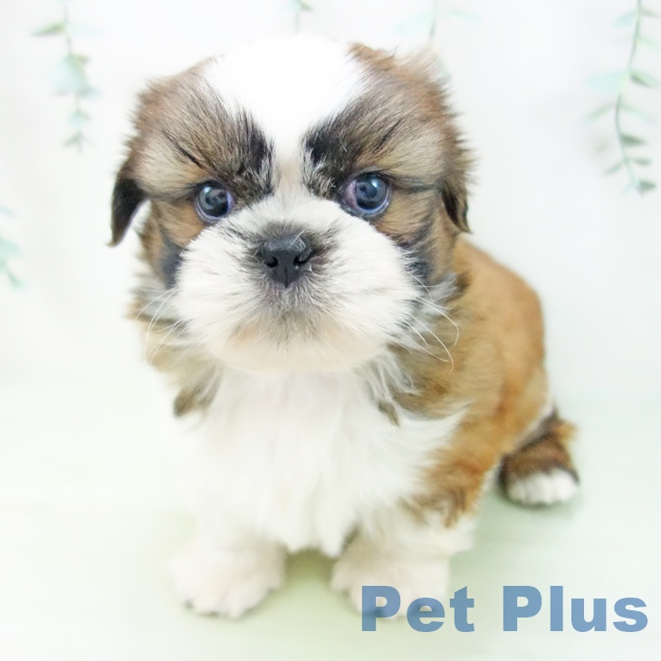 愛知県のシーズー (ペットプラス豊田店/2025年3月1日生まれ/男の子/ゴールドホワイト)の子犬